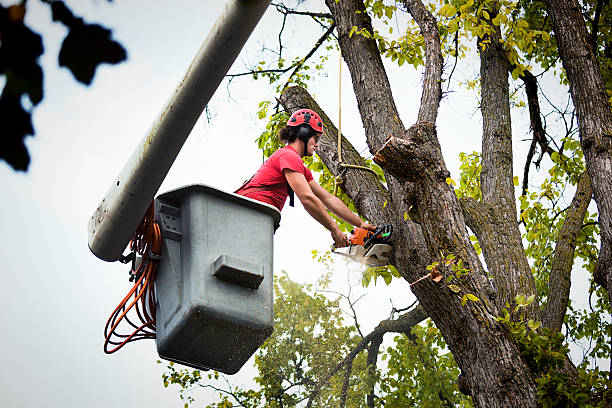 Best Tree and Shrub Care  in Lden, MA